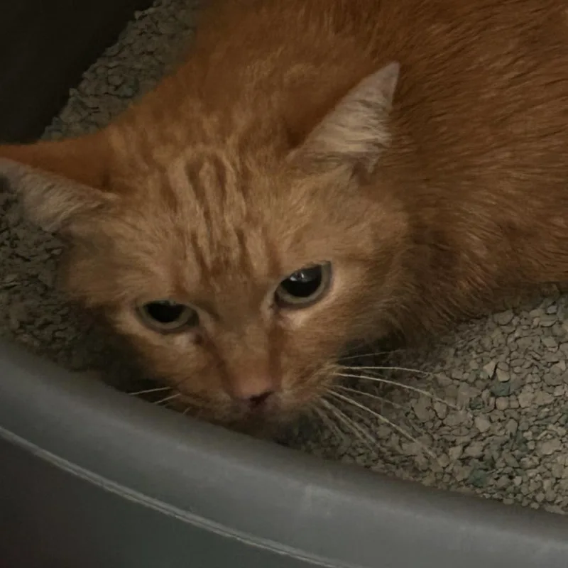 A senior large-sized female Orange / Red Domestic Short Hair cat named Sunflower for adoption in Brighton, MO