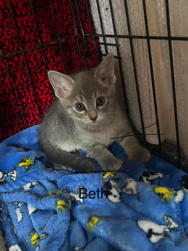 A baby medium-sized female Domestic Short Hair cat named Beth for adoption in hinckley, IL