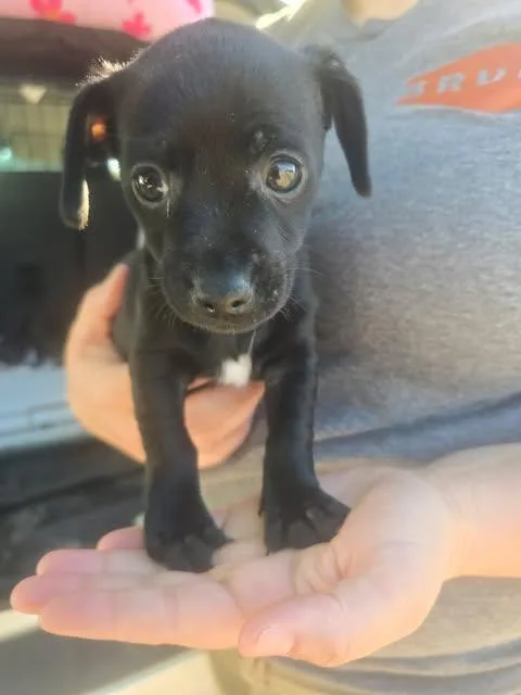 A baby small-sized male Chiweenie dog named Reginald for adoption in Wichita Falls, TX