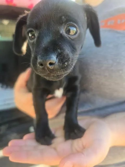 Reginald thumbnail 2