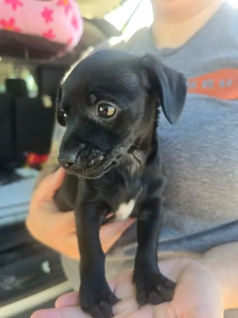 Reginald thumbnail 3