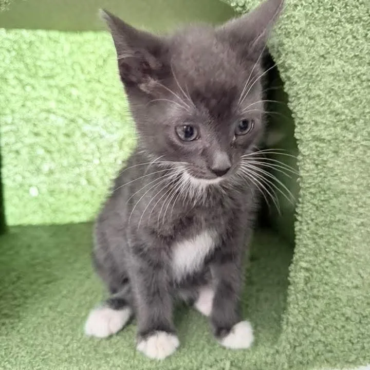 A baby medium-sized male Gray / Blue / Silver Domestic Short Hair cat named Bean for adoption in Kentwood, MI