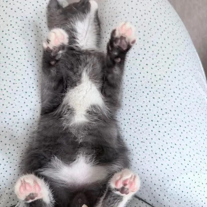 Bean thumbnail 4