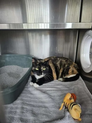 An adult medium-sized female Domestic Short Hair cat named London for adoption in Webster, MA