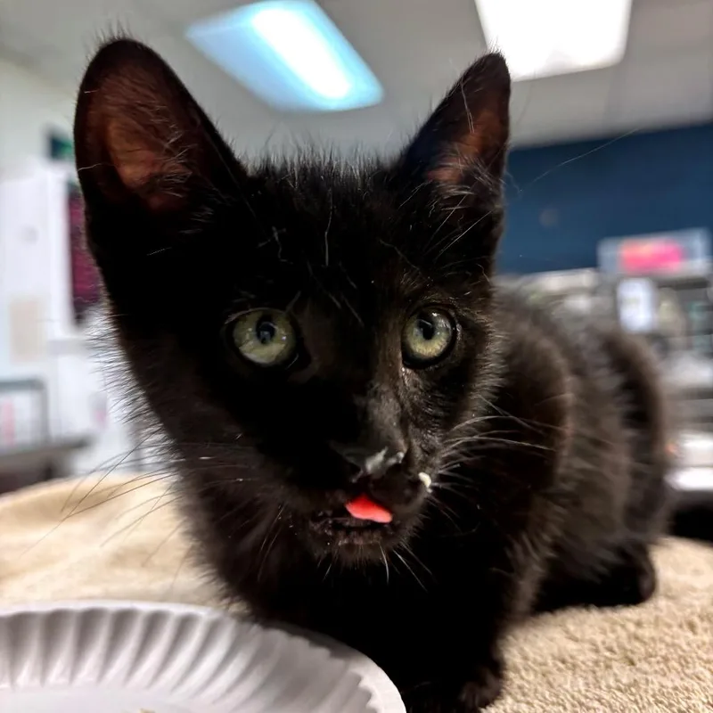 A baby small-sized male Black Domestic Short Hair cat named Tatum for adoption in Newark, NJ