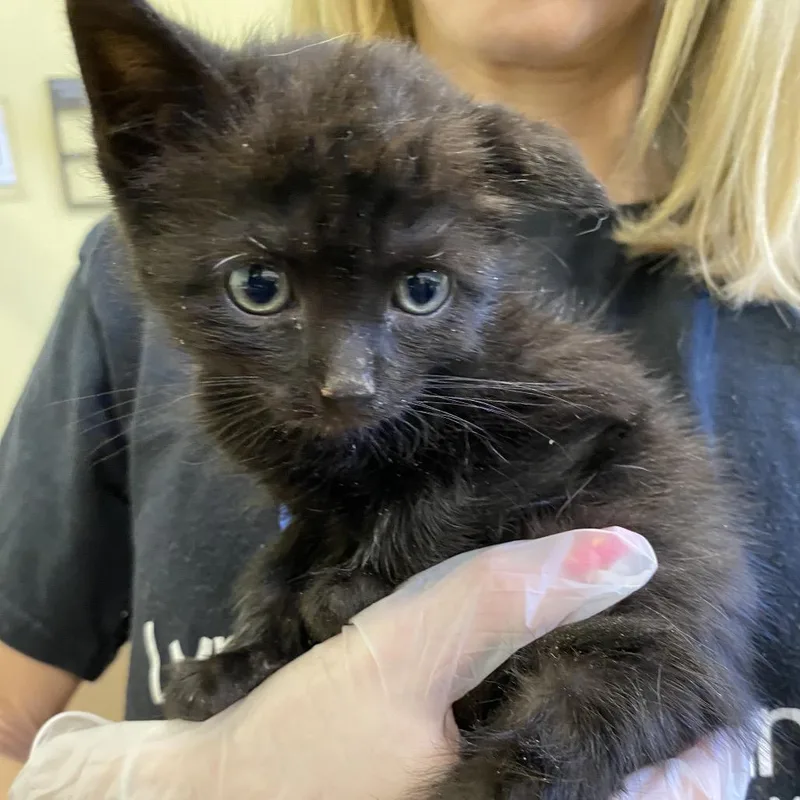 A baby small-sized male Black Domestic Short Hair cat named Jack for adoption in Lynchburg, VA