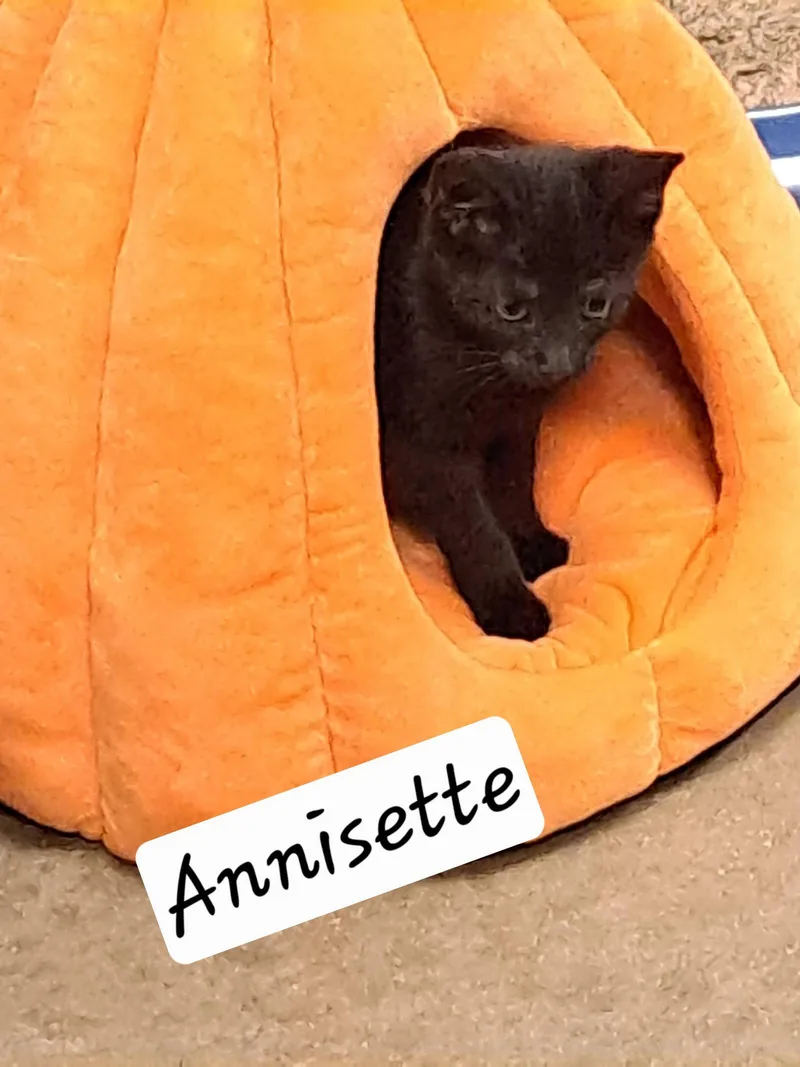 A baby medium-sized female Black Domestic Short Hair cat named AnisetteC for adoption in Greenville, DE