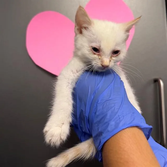 A baby small-sized female Domestic Short Hair cat named A for adoption in Ontario, CA
