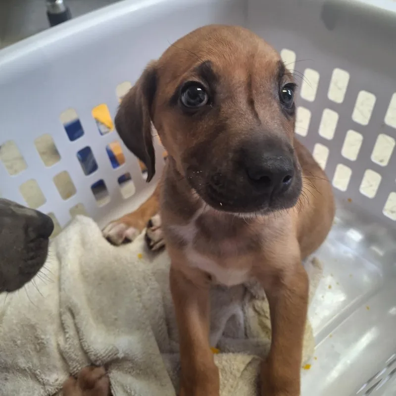 A baby medium-sized male Yellow / Tan / Blond / Fawn Rhodesian Ridgeback dog named Jermaine Jackson for adoption in Austin, TX