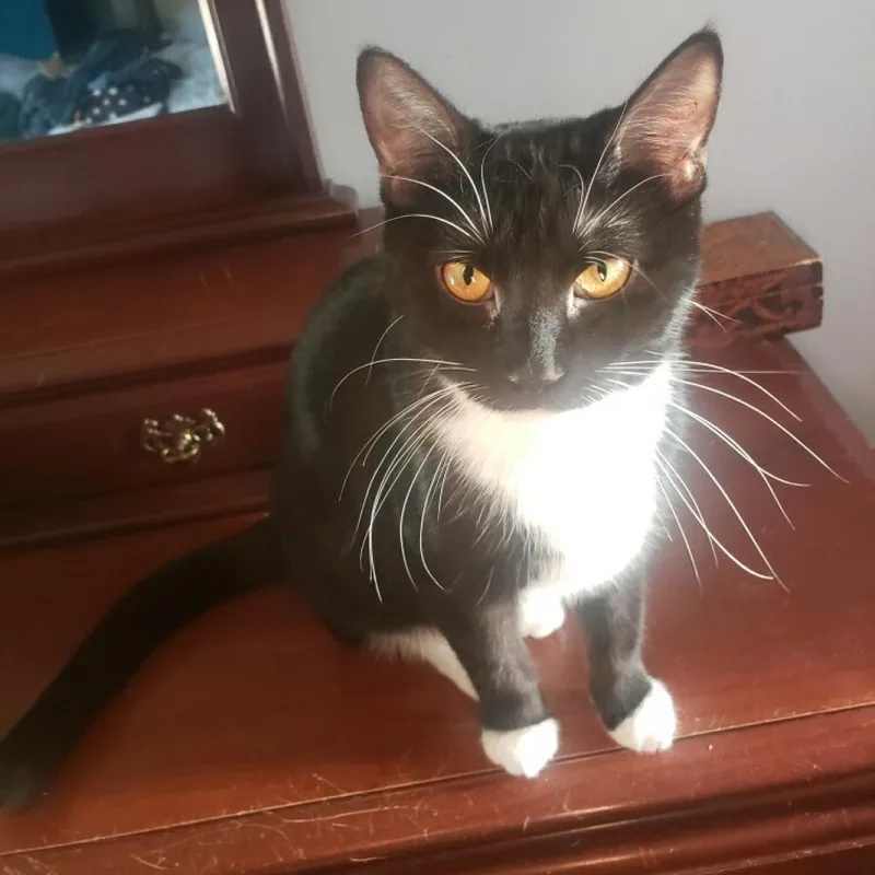 An adult large-sized female Domestic Short Hair cat named Sally for adoption in St. Peters, MO