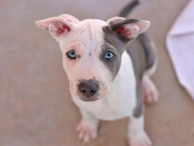 A baby small-sized female Pit Bull Terrier dog named Junipera for adoption in Ojai, CA