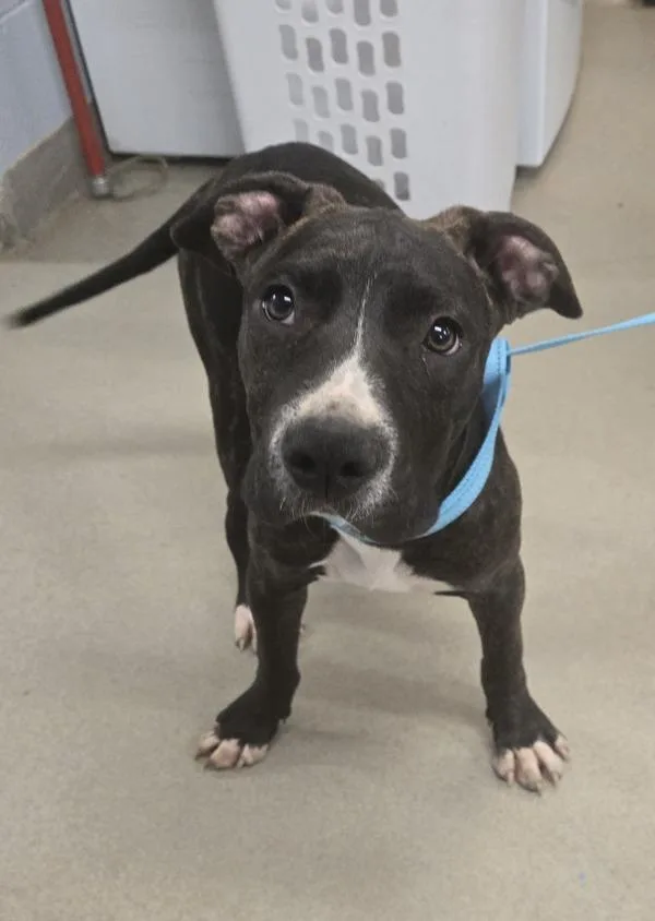 A young medium-sized male Pit Bull Terrier dog named Peanut for adoption in Millersville, MD