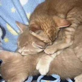 A baby small-sized male Buff / Tan / Fawn Domestic Short Hair cat named Moe for adoption in San Antonio, TX