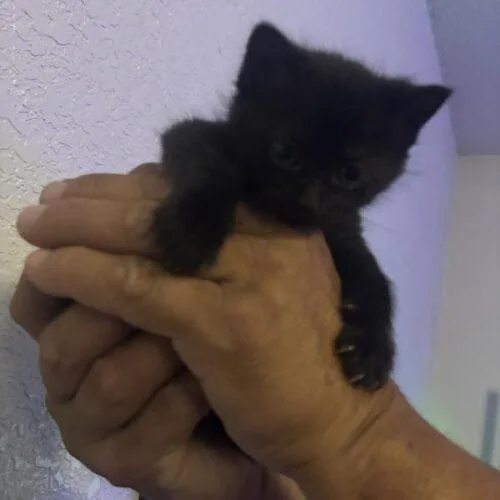 A baby small-sized female Black Domestic Short Hair cat named Chamoli for adoption in Tampa, FL