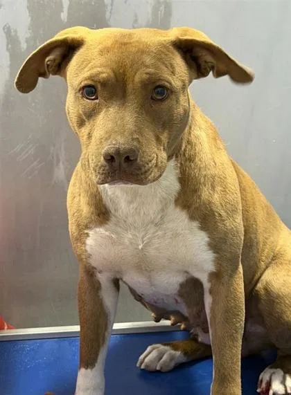 A young large-sized female Yellow / Tan / Blond / Fawn Pit Bull Terrier dog named 60823188 for adoption in El Paso, TX