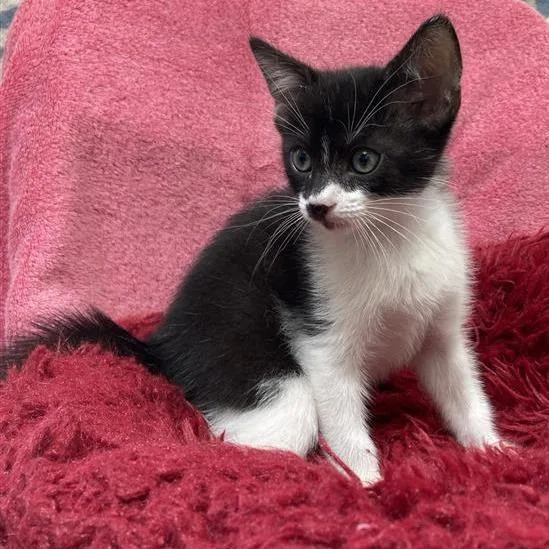 A baby small-sized male Black Domestic Short Hair cat named Camembert for adoption in Long Beach, CA