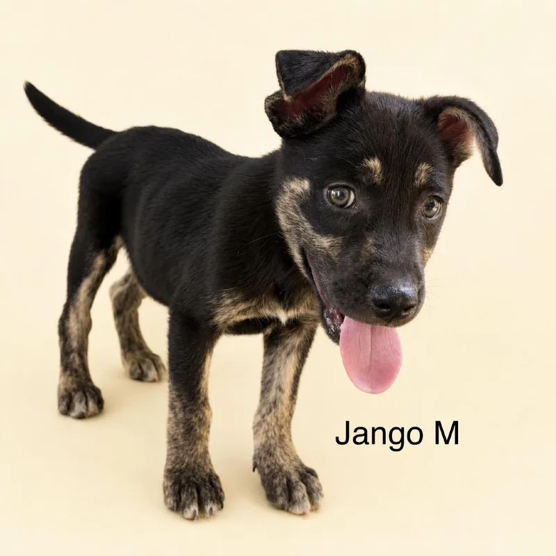A baby medium-sized male Black Mixed Breed dog named Jango for adoption in Bend, OR