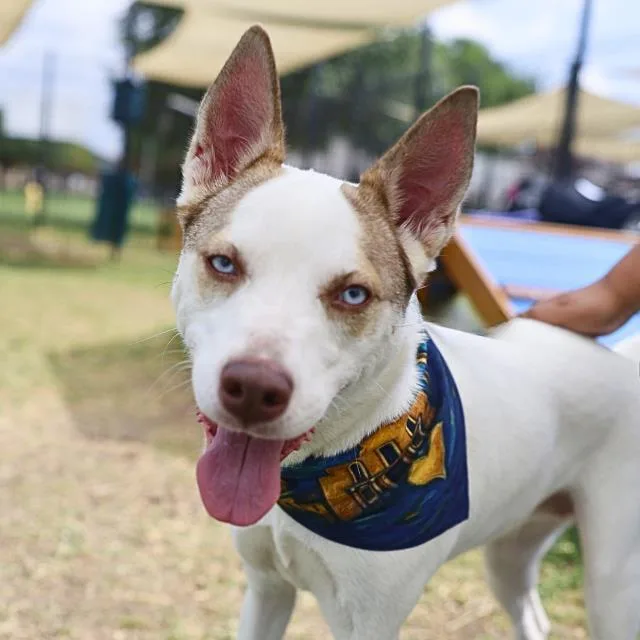A young medium-sized female Husky dog named Sue for adoption in San Antonio, TX