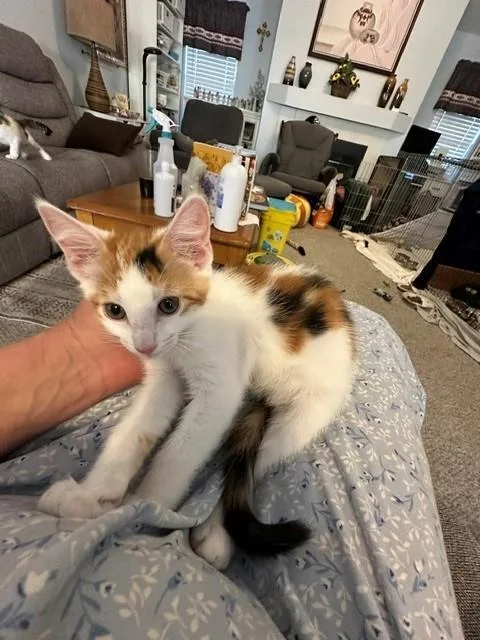 A baby small-sized female Calico Domestic Short Hair cat named Lexus for adoption in Mesa, AZ