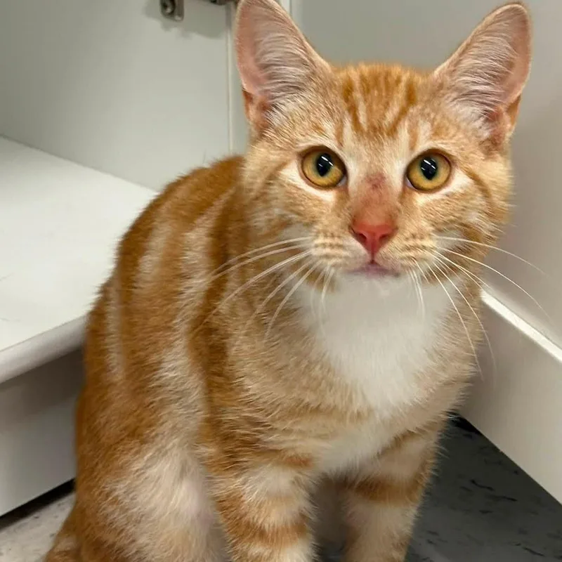 A young medium-sized male Orange / Red Domestic Short Hair cat named Riker for adoption in Germansville, PA