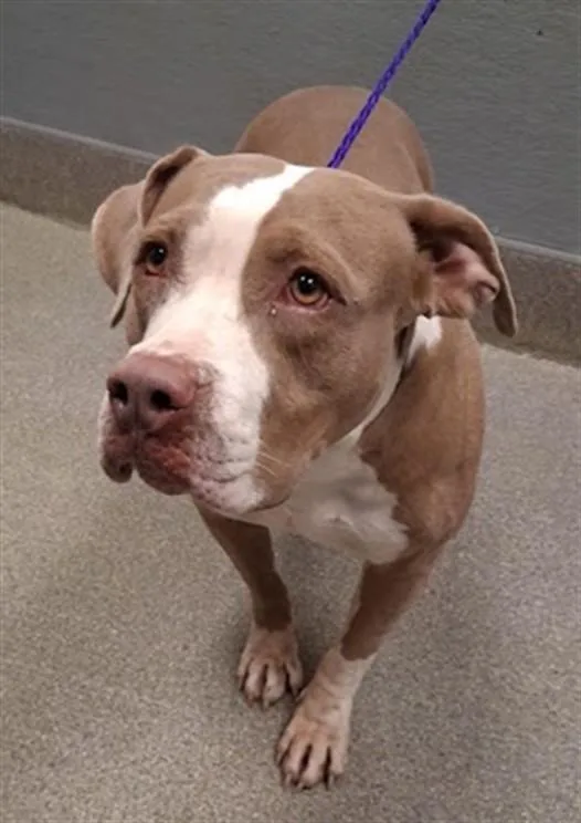 An adult large-sized female Pit Bull Terrier dog named Rose for adoption in Las Vegas, NV