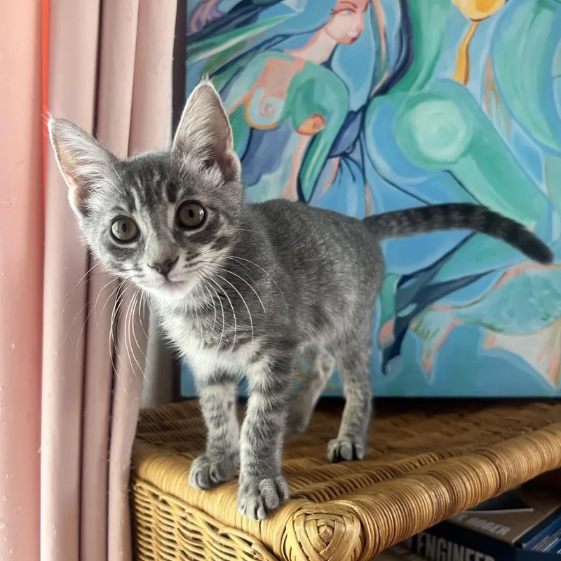 A baby small-sized female Gray / Blue / Silver Domestic Short Hair cat named Malai for adoption in Costa Mesa, CA