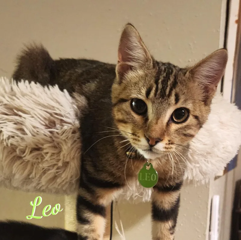 A baby medium-sized male Bengal cat named Leo atticbunch for adoption in Houston, TX