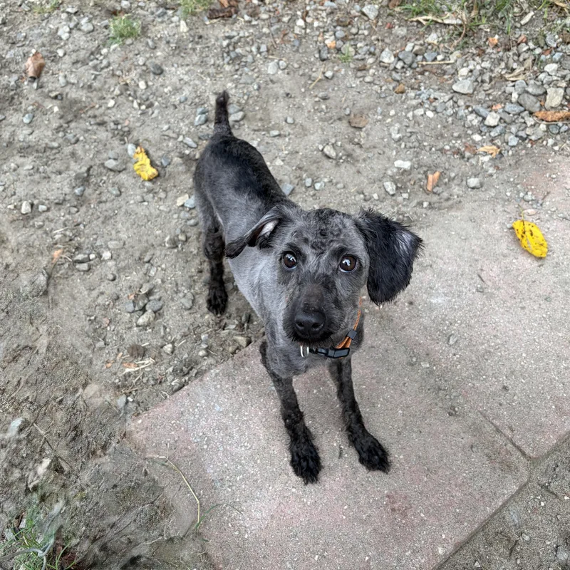 A young small-sized female Schnoodle dog named Roxanne for adoption in Perry, GA
