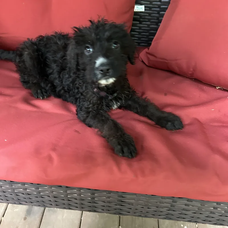 A baby large-sized female Black Goldendoodle dog named Bonnie for adoption in Kannapolis, NC