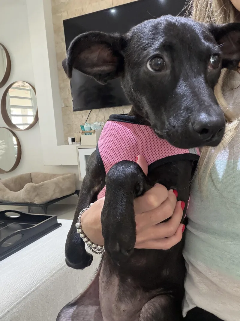 Lovey – The Snuggle thumbnail 2