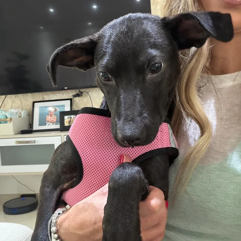 Lovey – The Snuggle