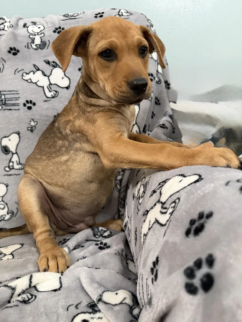 A baby medium-sized male Sable Weimaraner dog named Eli Elementary for adoption in Andover, MA