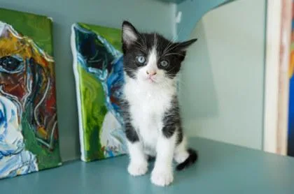 A baby small-sized male Domestic Short Hair cat named Caviar for adoption in San Antonio, TX