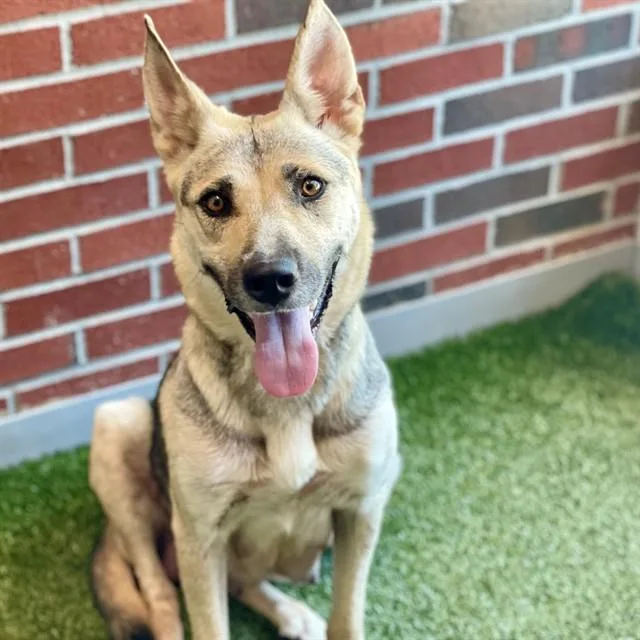 An adult medium-sized female German Shepherd Dog dog named Tanyelle for adoption in Edmond, OK