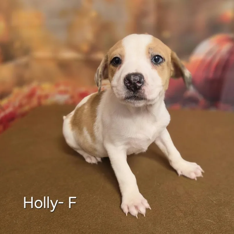 A baby medium-sized female Australian Shepherd dog named Holly for adoption in Griswold, CT