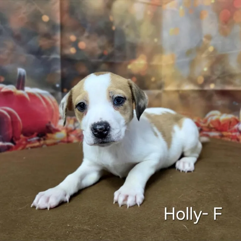 Holly thumbnail 2