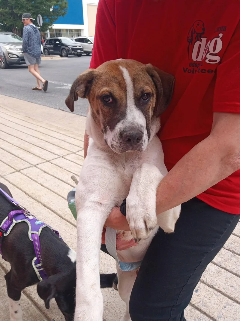 A young large-sized male White / Cream Pit Bull Terrier dog named Kai for adoption in Stuarts Draft, VA