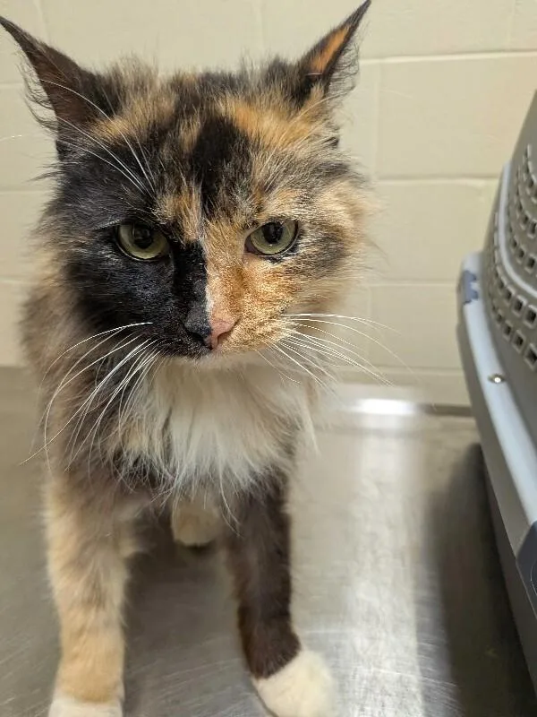 An adult medium-sized female Tortoiseshell Domestic Long Hair cat named Crowley for adoption in Cincinnati, OH