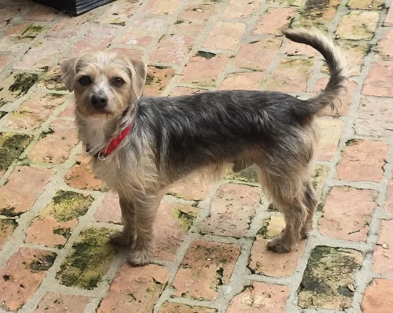 Toby