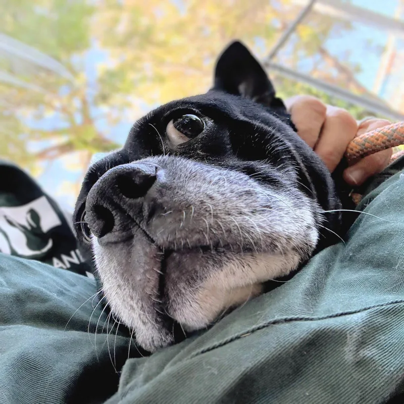 An adult medium-sized female Mixed Breed dog named Laverne for adoption in Oakland, CA