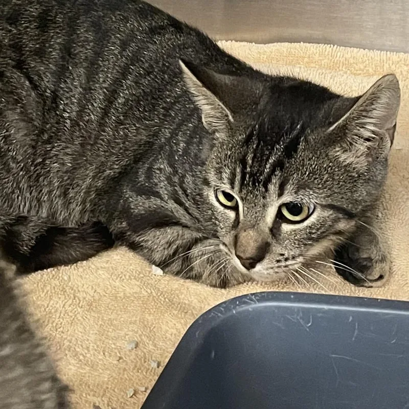 A young medium-sized male Gray / Blue / Silver Domestic Short Hair cat named Toe for adoption in Port Charlotte, FL