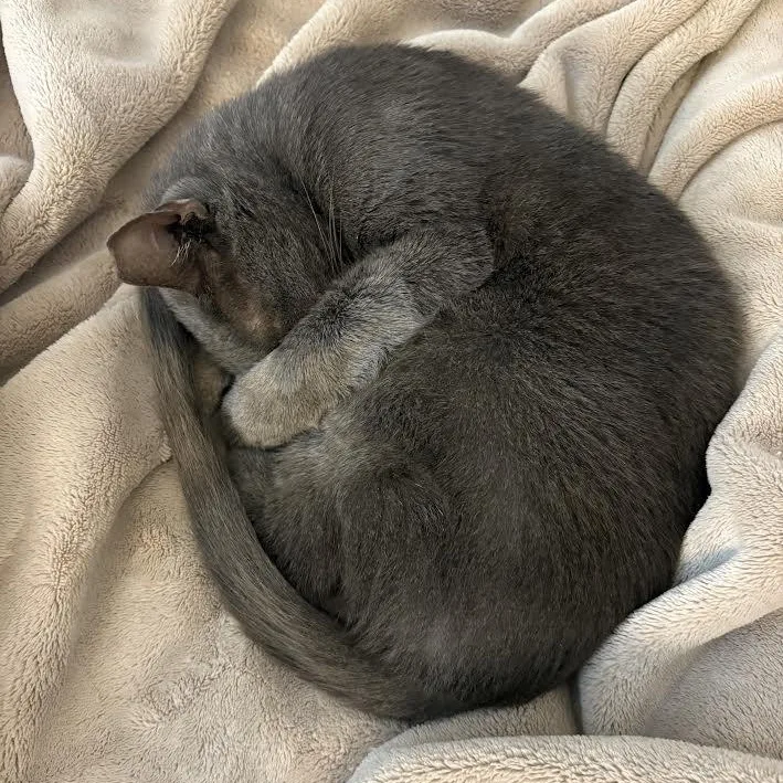 A young medium-sized female Russian Blue cat named Mimosa for adoption in Miami, FL