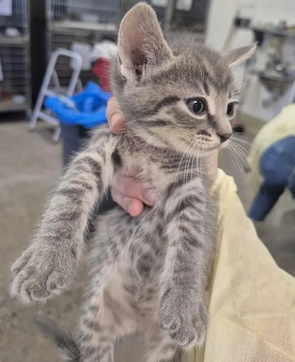 A baby small-sized female Domestic Short Hair cat named Valerie for adoption in Napa, CA