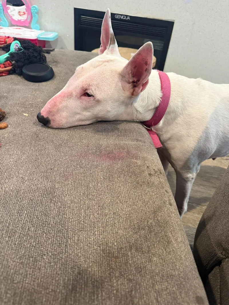 A senior large-sized female Bull Terrier dog named Queen for adoption in New York, NY