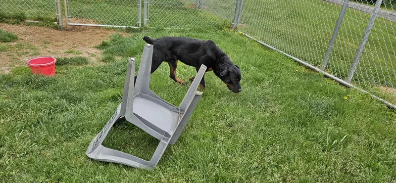 A young large-sized male Black Rottweiler dog named Buck for adoption in Benton Harbor, MI
