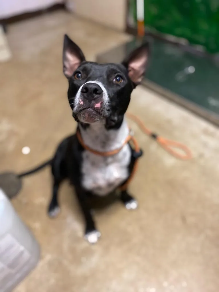 A young medium-sized female American Staffordshire Terrier dog named Roma for adoption in New Braunfels, TX