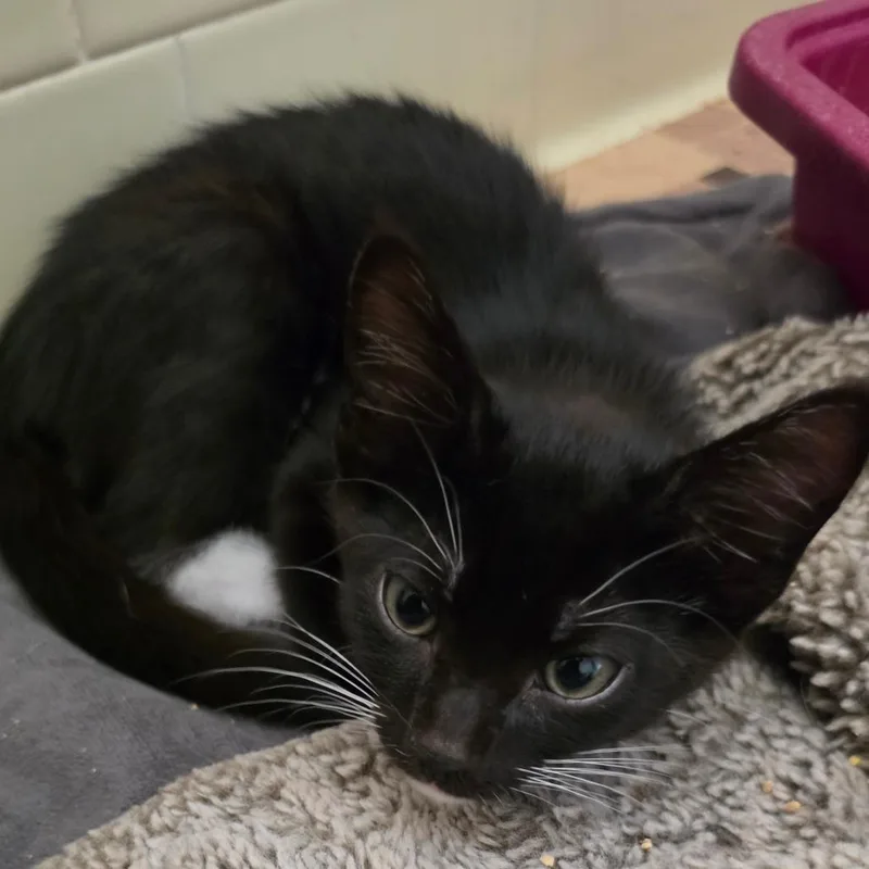 A baby small-sized male Black Domestic Short Hair cat named Scorch for adoption in Melrose, FL