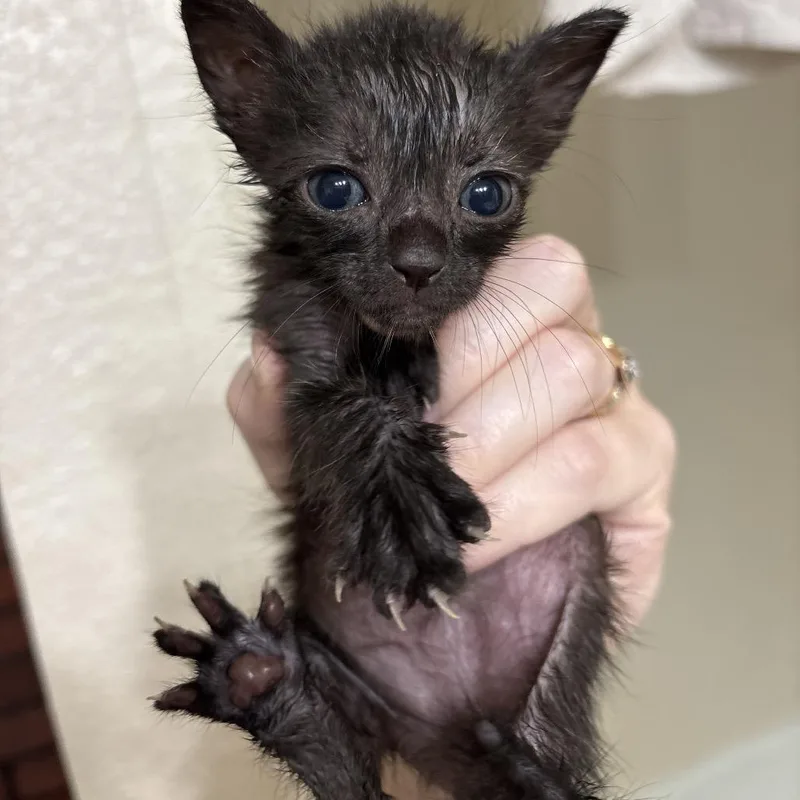 A baby small-sized female Black Domestic Short Hair cat named Chleo for adoption in Katy, TX