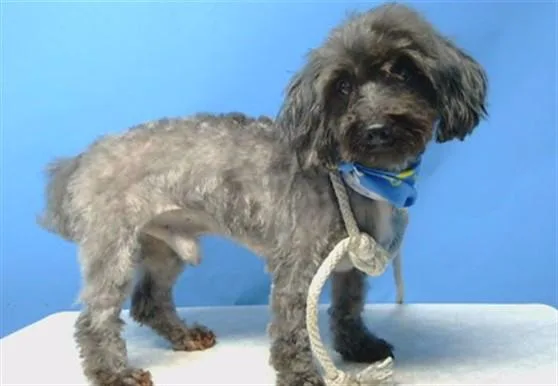 An adult medium-sized male Maltese dog named Ash for adoption in Gardena, CA