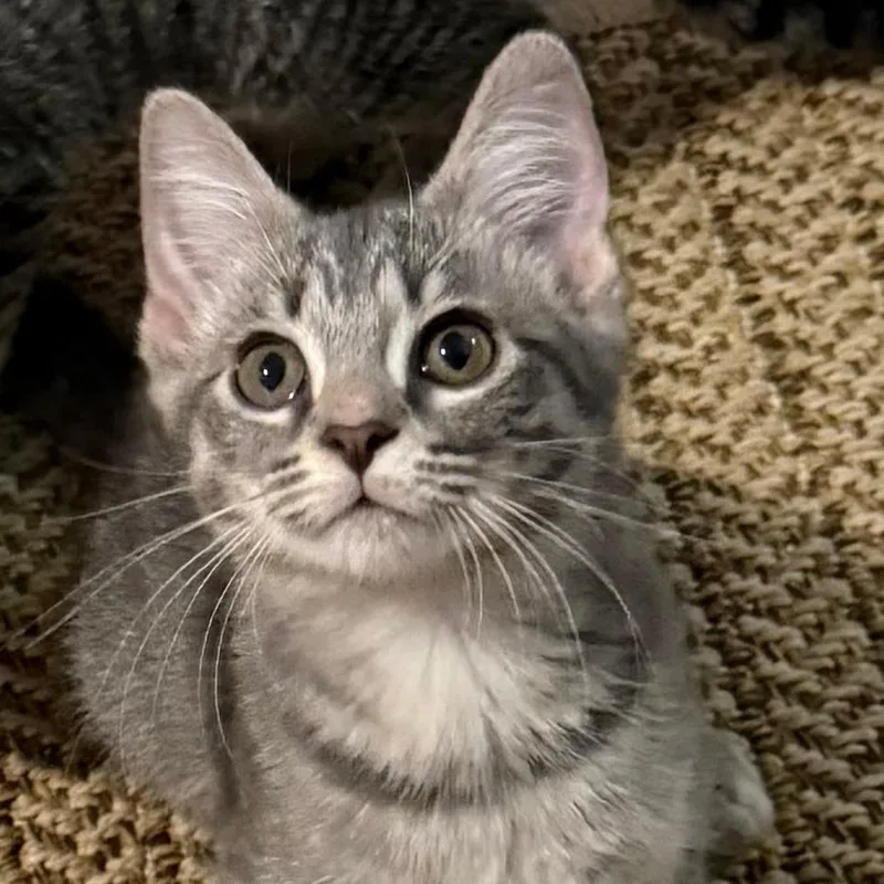 A baby small-sized female Domestic Short Hair cat named Angela for adoption in Cumming, GA